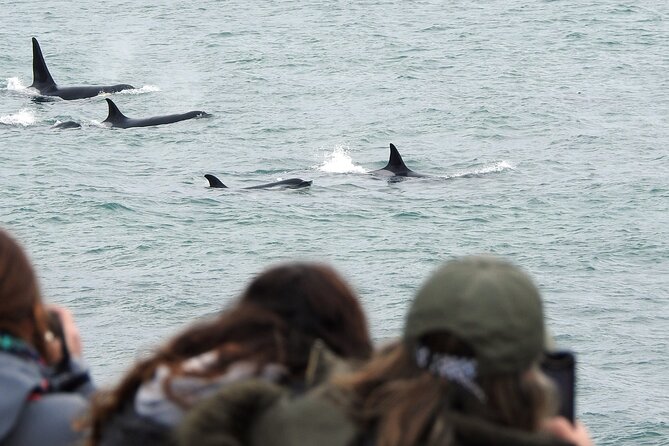 Orcas Private Tour Puerto Madryn Caleta Valdes or Punta Norte - Why This Orca Tour Is Different