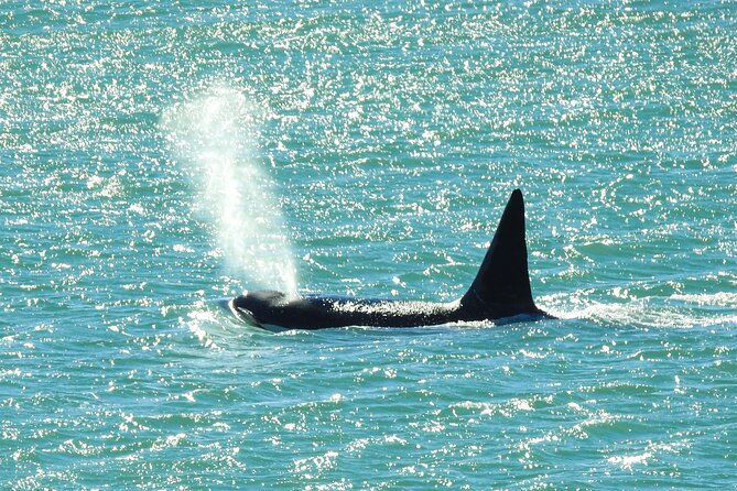Orcas Private Tour Puerto Madryn Caleta Valdes or Punta Norte - The Early Start From Puerto Madryn