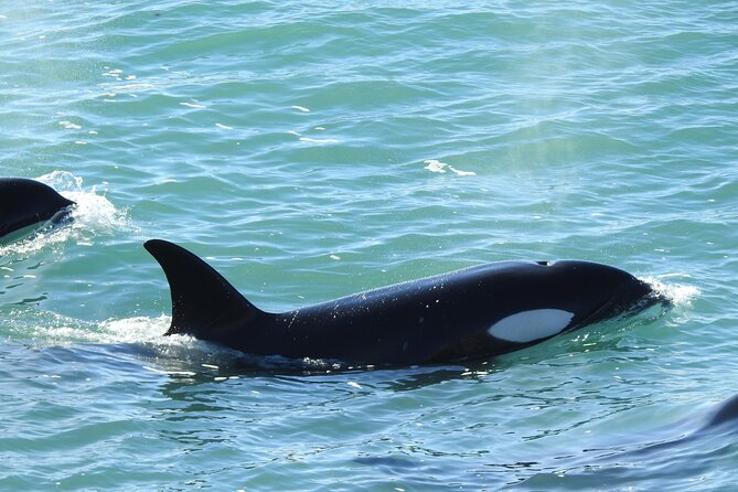 Orcas Private Tour Puerto Madryn Caleta Valdes or Punta Norte - The Orca Vigil Requires Patience