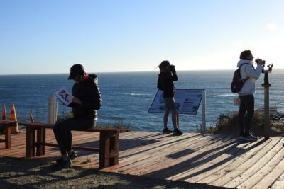 Orcas Private Tour Puerto Madryn Caleta Valdes or Punta Norte