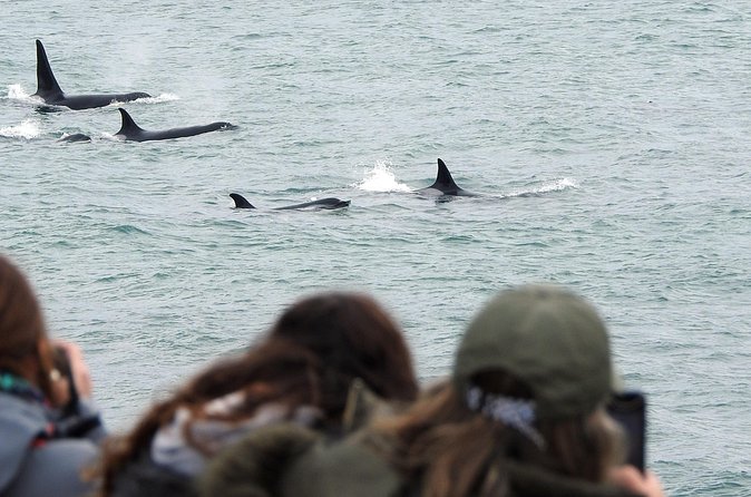 Orcas Private Tour Puerto Madryn Caleta Valdes or Punta Norte - Price, Group Size, and Overall Value