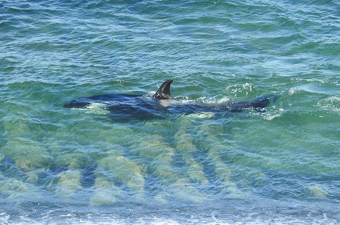 Orcas Private Tour Puerto Madryn Caleta Valdes or Punta Norte - Who Should Book This Experience