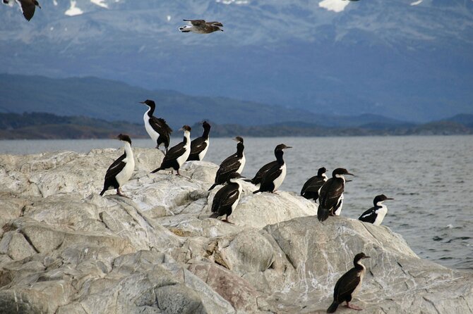 Penguin walk in Ushuaia + navigation option - Weather, clothing, and the rough ground