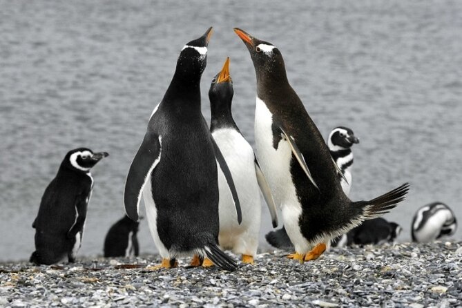 Penguin walk in Ushuaia + navigation option - What the $291 price really buys
