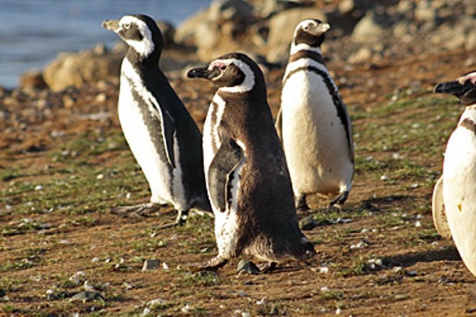 Penguin walk in Ushuaia + navigation option - Walking among the penguins on Martillo Island