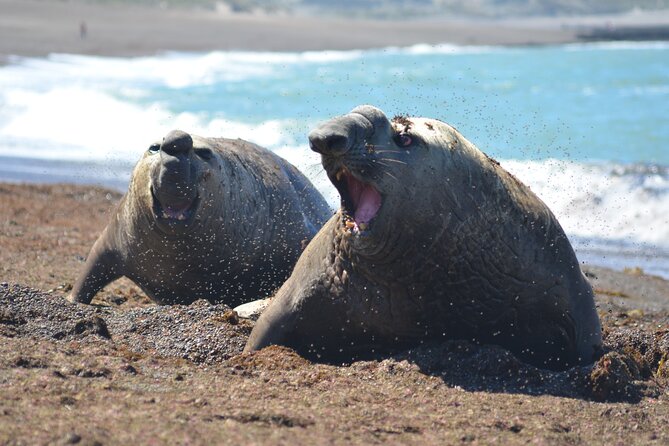 Peninsula Valdés Excursion with Whale Watching Included - Key points to know before booking
