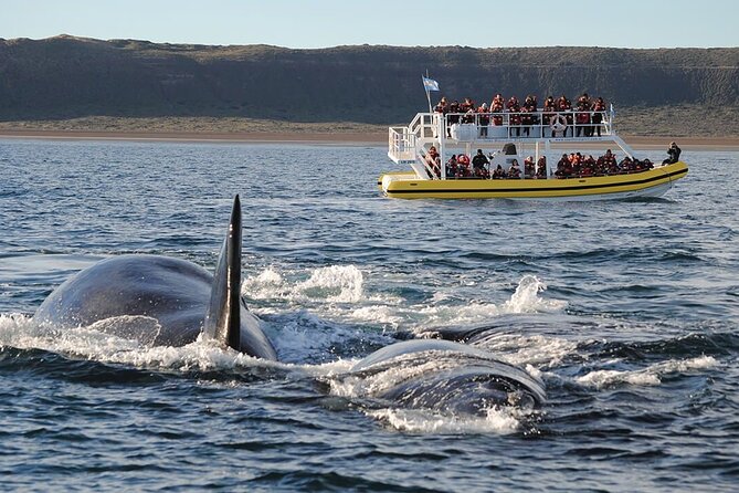 Peninsula Valdés Excursion with Whale Watching Included - Why Peninsula Valdés is worth a full day