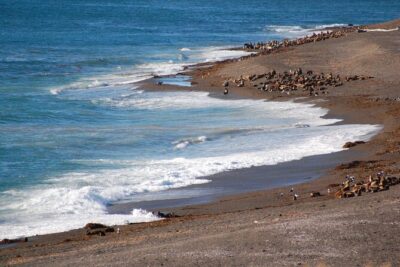 Peninsula Valdés Excursion with Whale Watching Included