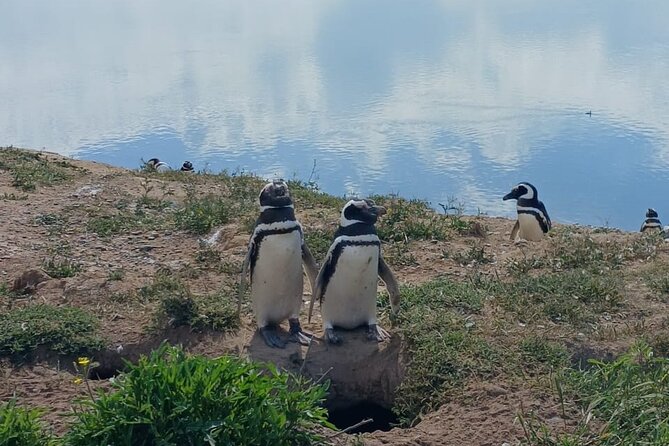 Peninsula Valdés Excursion with Whale Watching Included - Lunch is simple and separate