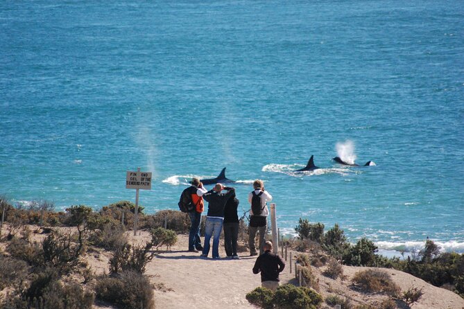 Peninsula Valdés Excursion with Whale Watching Included - How the day feels from pickup to return