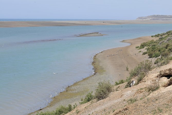 Peninsula Valdes Full Day Tour - Puerto Pirámides and the optional whale trip