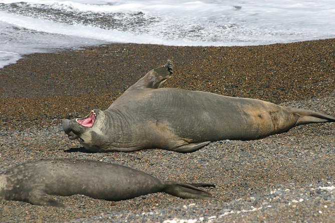 Peninsula Valdes Full Day Tour - Punta Delgada and elephant seals from the cliff