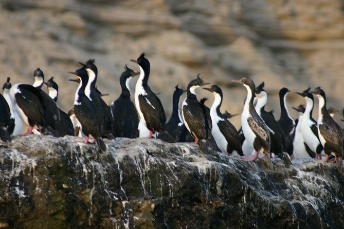 Peninsula Valdes Full Day Tour - Keep watch for animals beyond the coast