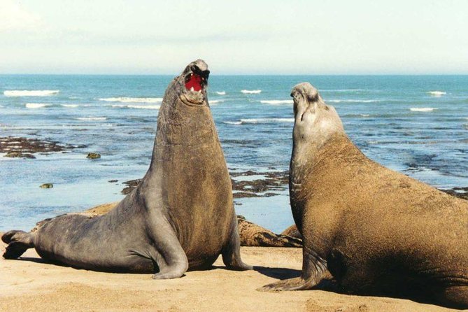 Peninsula Valdes, Full dayTour or Shore Excursion - Key points to know before booking