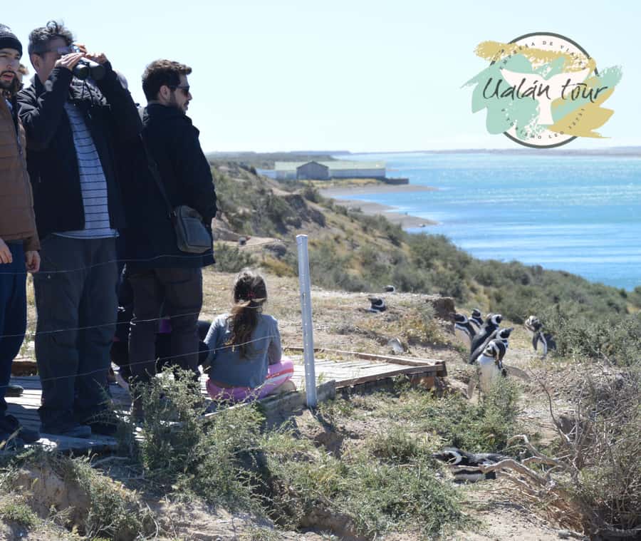 Peninsula Valdes: Shore excursion for cruise passengers - Leaving Piedrabuena Pier on a Cruise-Safe Plan