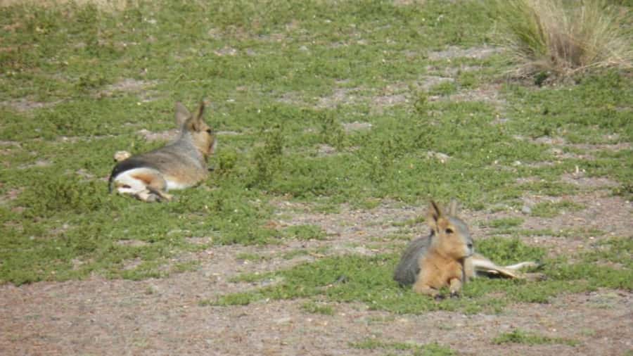Peninsula Valdes: Shore excursion for cruise passengers - Caleta Valdes and the Marine Animals