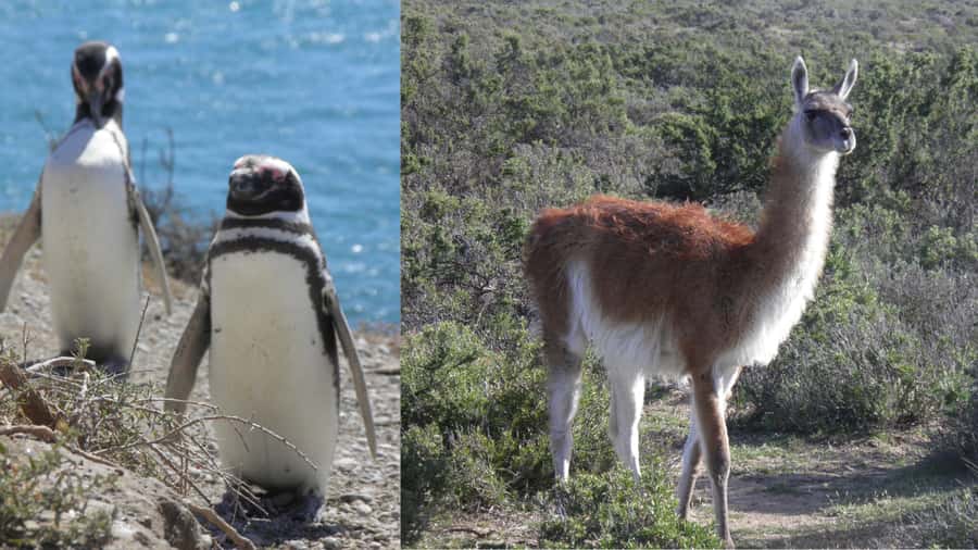 Peninsula Valdes: Shore excursion for cruise passengers - What the Guide Adds