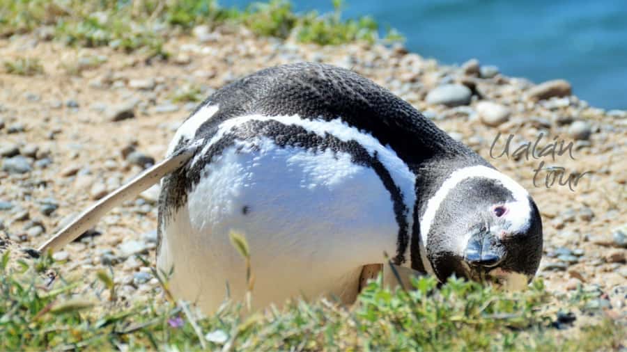 Peninsula Valdes: Shore excursion for cruise passengers - Practical Ways to Make the Day Better