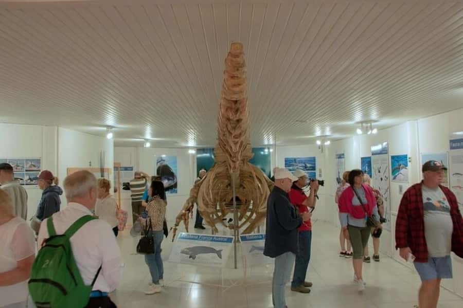Peninsula Valdes Shore Tour for Cruise Passengers + City - The real price of the experience