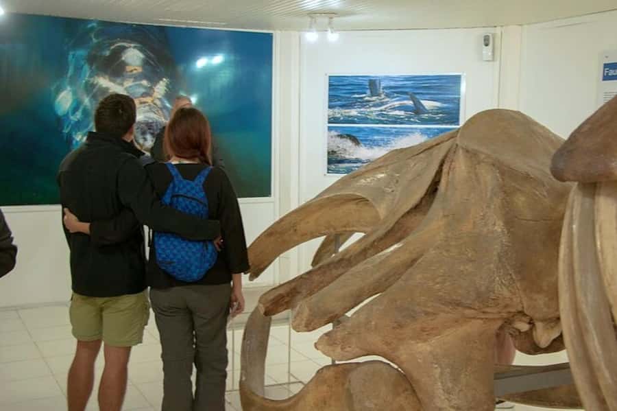 Peninsula Valdes Shore Tour for Cruise Passengers + City - Caleta Valdés and the elephant seals