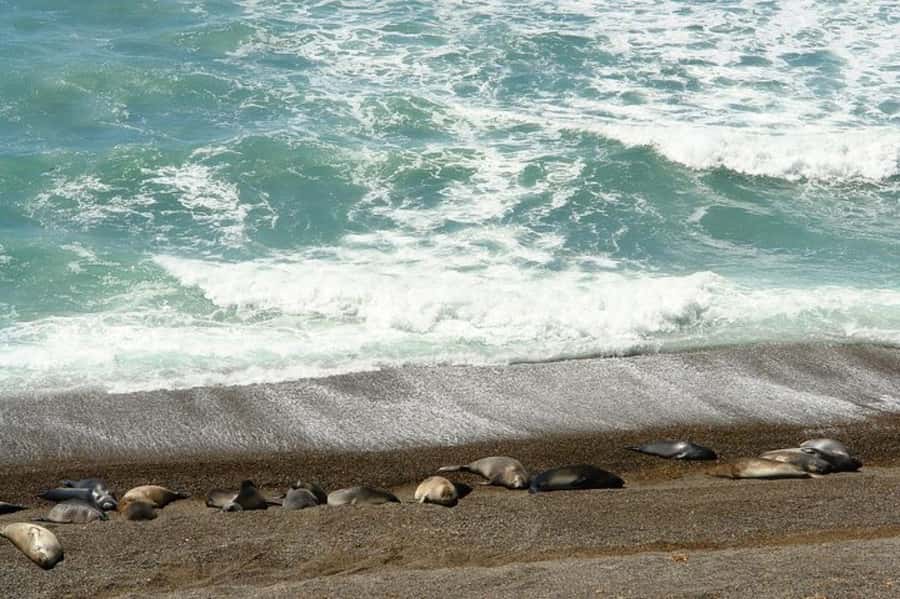 Peninsula Valdes Shore Tour for Cruise Passengers + City - What the vehicle and group size mean