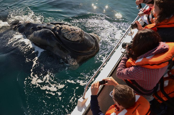 Peninsula Valdes Tour with Optional Whale Watching - Key things to know before you book