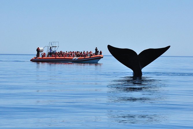 Peninsula Valdes Tour with Optional Whale Watching - Puerto Piramides and the optional whale boat
