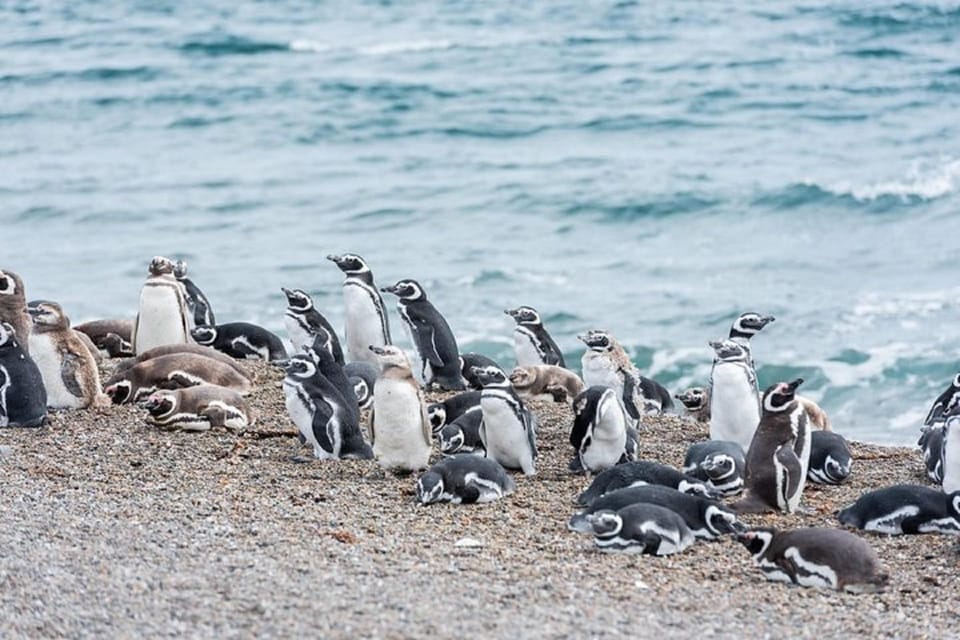 Península Valdés with Estancia San Lorenzo (Full Day) - Punta Norte and the chance of orcas