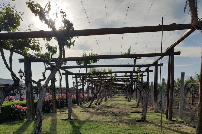 Private tour in Maipú - Leaving Mendoza at 9:00 a.m.