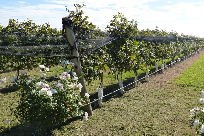PRIVATE TOUR: Jesuit Museums and Winerys Fullday Tour - Timing, comfort, and group size