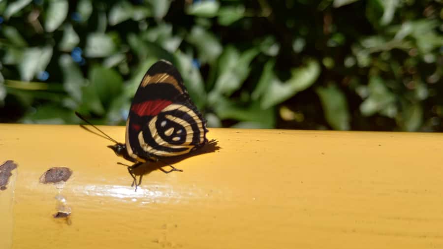 Puerto Iguazú: Brazilian Falls Half-Day Panoramic Tour - Following the 950-meter cliff path