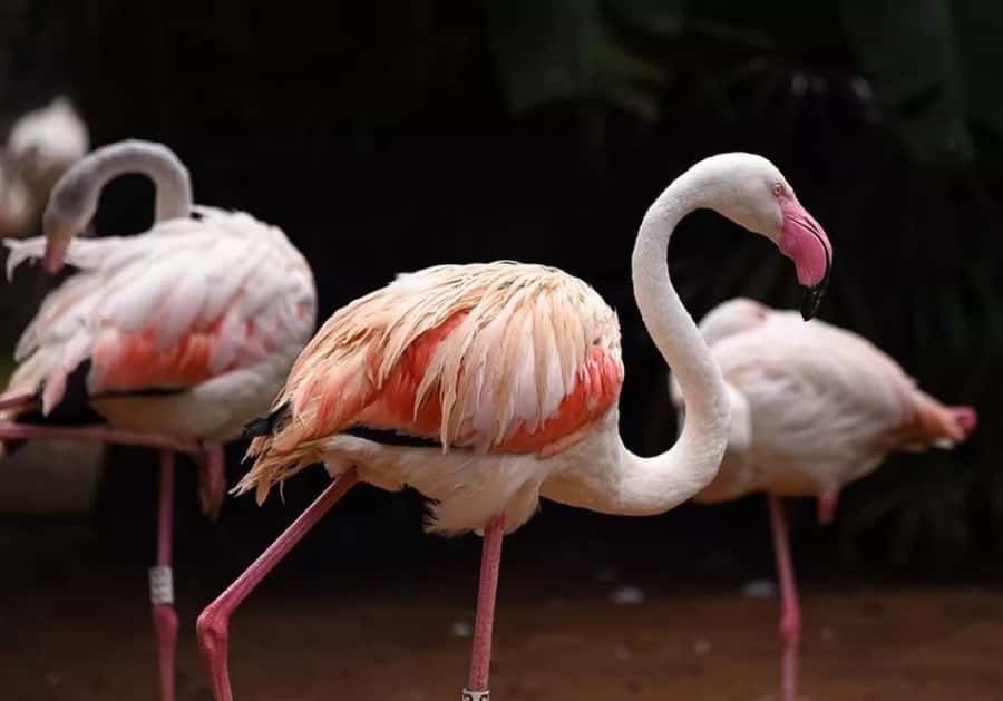 Puerto Iguazu: Iguaza Falls Brazilian Side & Bird Park Tour - Key points to know before booking