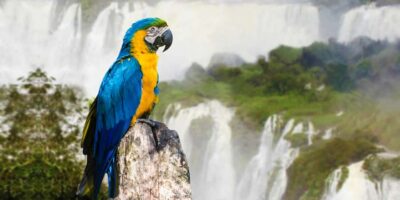 Iguaza Falls Brazilian Side & Bird Park Tour