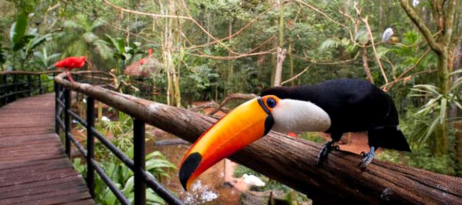 Puerto Iguazu: Iguaza Falls Brazilian Side & Bird Park Tour - Food, timing, and the real length of the day