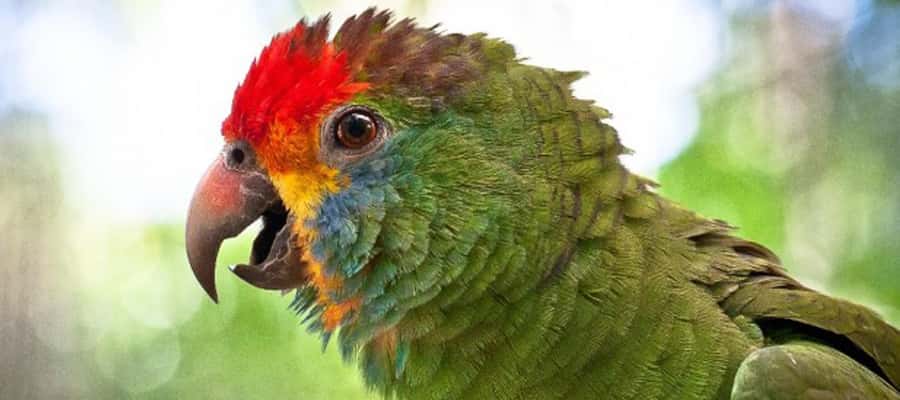 Puerto Iguazu: Iguaza Falls Brazilian Side & Bird Park Tour - What $46 really buys you