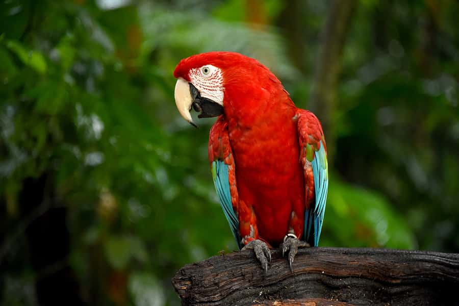 Puerto Iguazu: Iguaza Falls Brazilian Side & Bird Park Tour - Who will enjoy this tour most