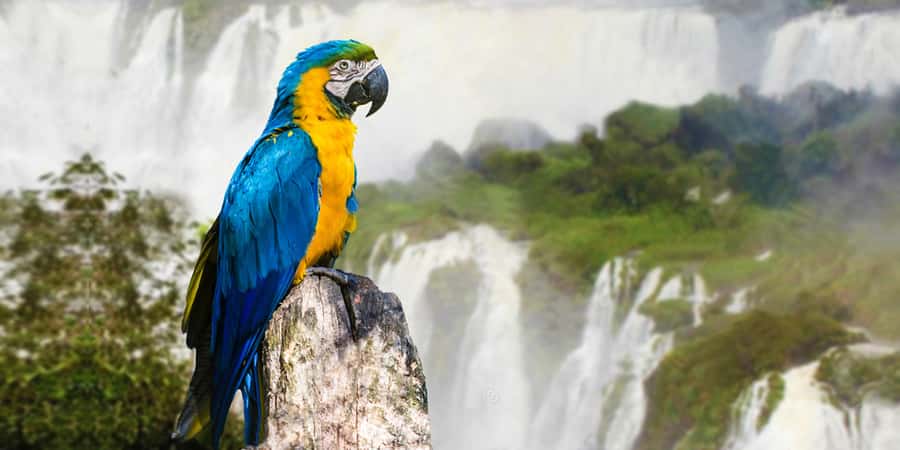 Puerto Iguazu: Iguaza Falls Brazilian Side & Bird Park Tour - Crossing from Puerto Iguazu into Brazil
