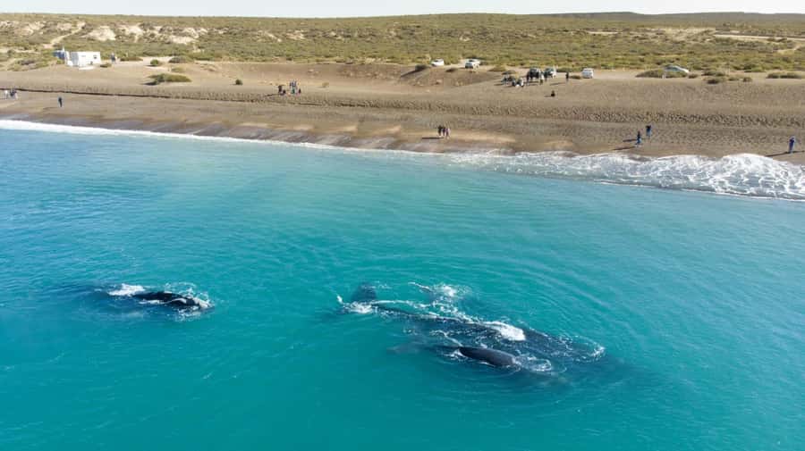 Puerto Madryn: El Doradillo Whale Watching Half-Day Tour - At a glance: what makes this whale tour worthwhile