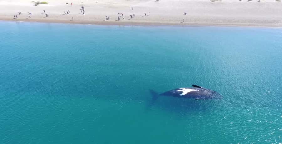 Puerto Madryn: El Doradillo Whale Watching Half-Day Tour - Why El Doradillo is such a good place for shore watching