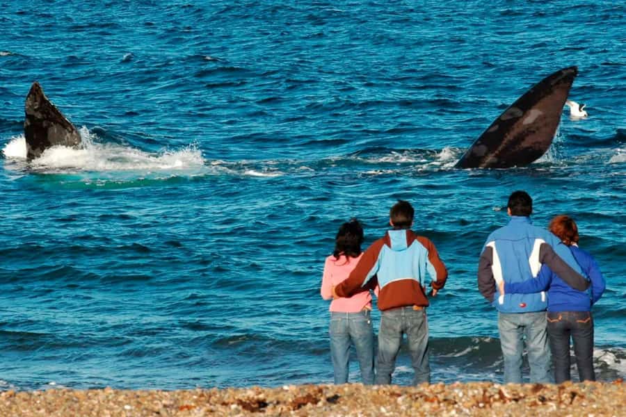 Puerto Madryn: El Doradillo Whale Watching Half-Day Tour - Punta Flecha: begin with the big coastal view