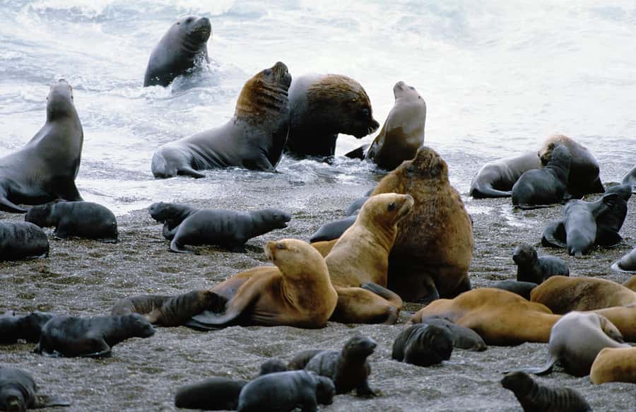 Puerto Madryn: Excursion to Peninsula Valdes Classic - Why Peninsula Valdes is worth a full day