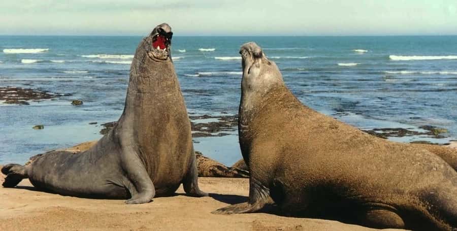 Puerto Madryn: Excursion to Peninsula Valdes Classic - Salt flats and the wide Patagonian view