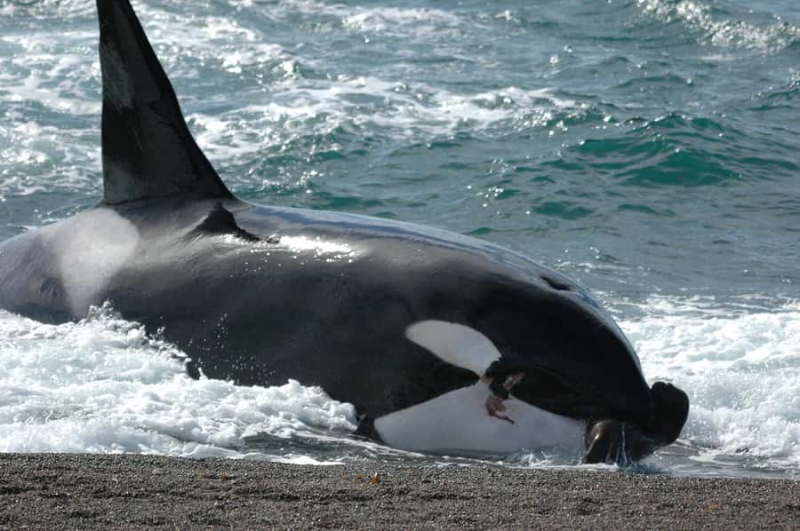 Puerto Madryn: Excursion to Peninsula Valdes Classic - Caleta Valdes and the elephant seal viewing point