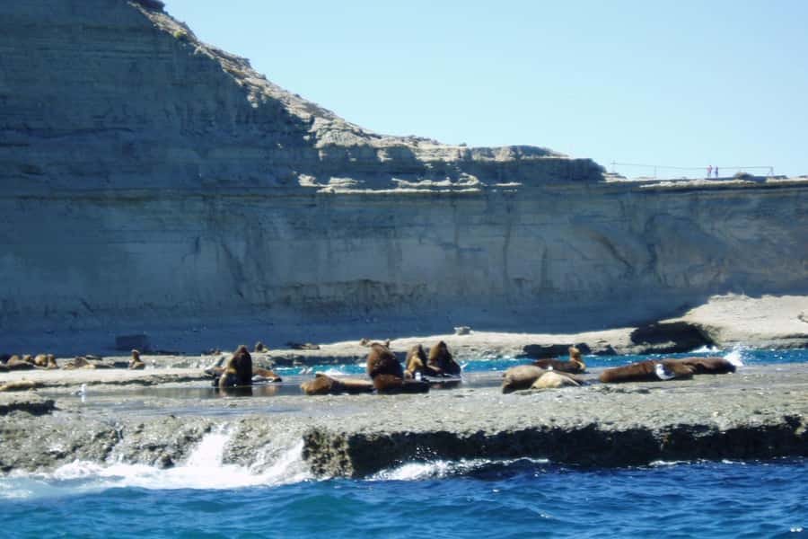 Puerto Madryn: Excursion to Peninsula Valdes Classic - Punta Norte, Puerto Piramides, and optional whale plans