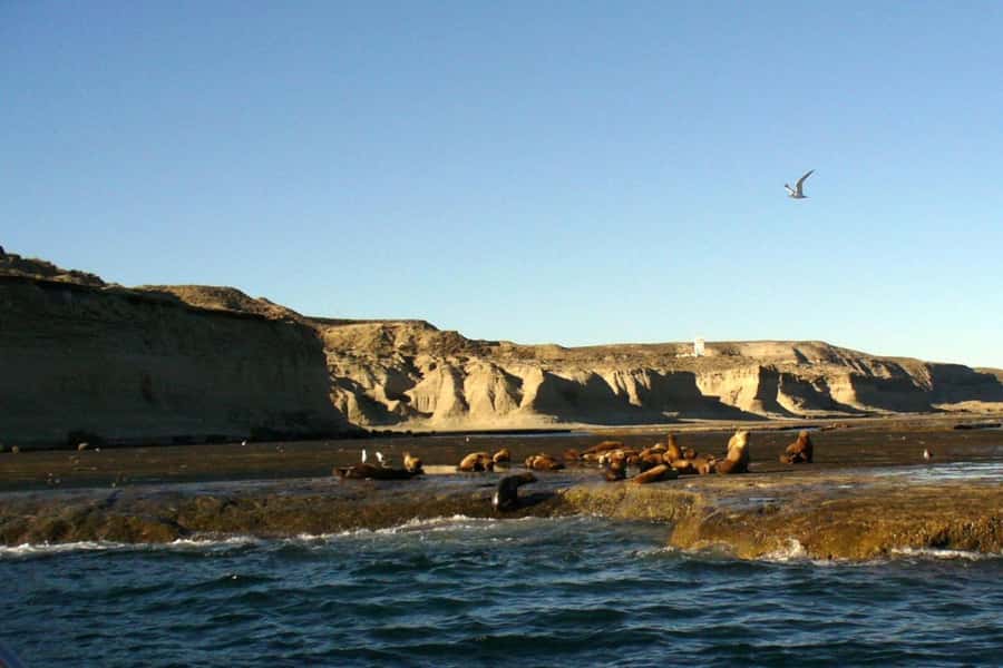 Puerto Madryn: Excursion to Peninsula Valdes Classic - Pickup rules and the cruise-port warning
