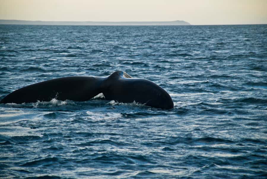 Puerto Madryn: Excursion to Peninsula Valdes Classic - The early departure and long ride into the reserve
