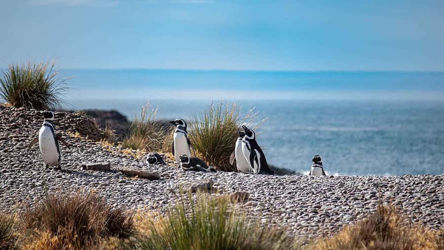 Puerto Madryn: Full Day Peninsula Valdes Experience Tour - Caleta Valdes and the elephant seal colony