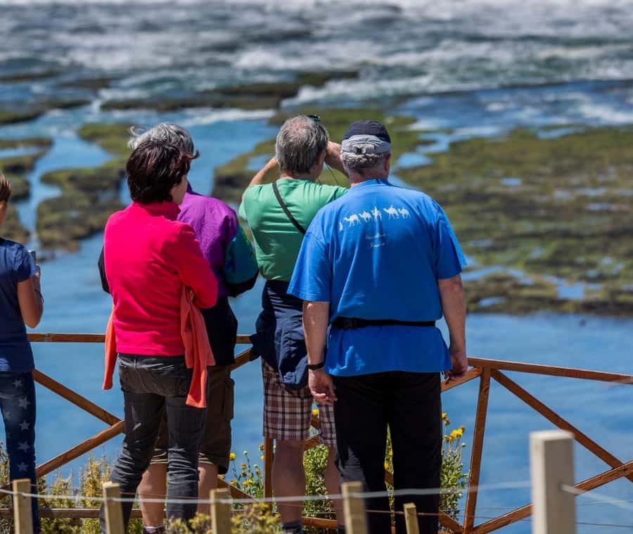 Puerto Madryn: Full Day Peninsula Valdes Experience Tour - Transport, guiding, and the long return