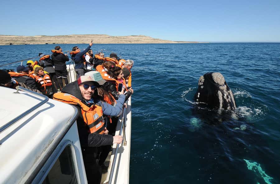 Puerto Madryn: Península Valdés Day Tour with Whale Watching - Key details at a glance