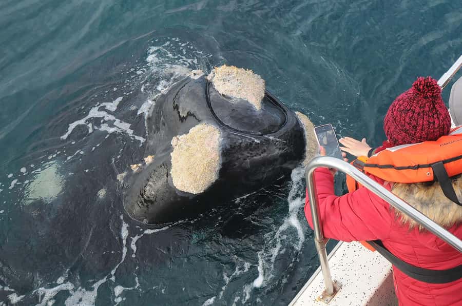 Puerto Madryn: Península Valdés Day Tour with Whale Watching - Why Península Valdés deserves a full day